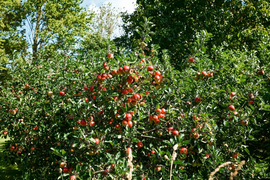 Apple trees laden with fruit at Birkemosegaard in Denmark