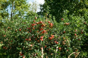 Apple trees laden with fruit at Birkemosegaard in Denmark