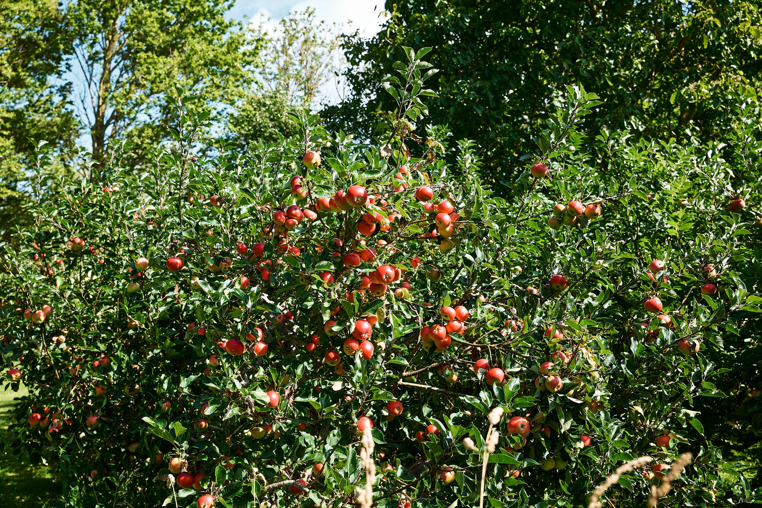 Apple trees laden with fruit at Birkemosegaard in Denmark