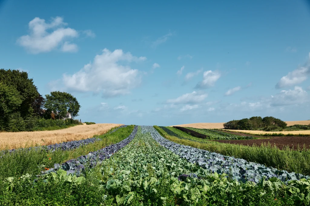Rows of vegetables across the fields of Birkemosegaard