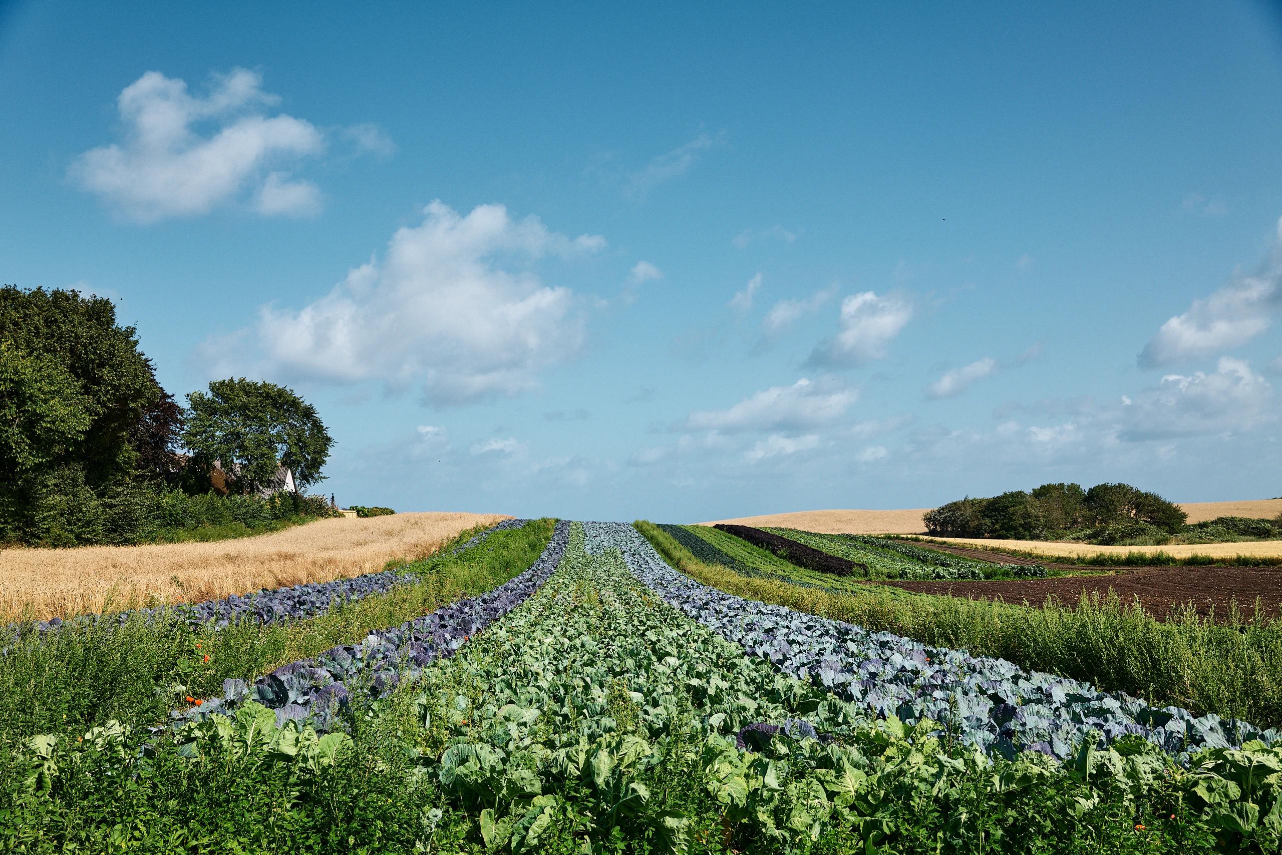 Rows of vegetables across the fields of Birkemosegaard