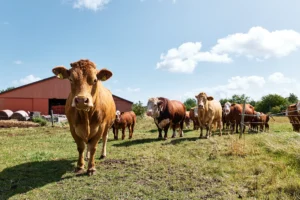 Cattle walking across a pasture at Birkemosegaard
