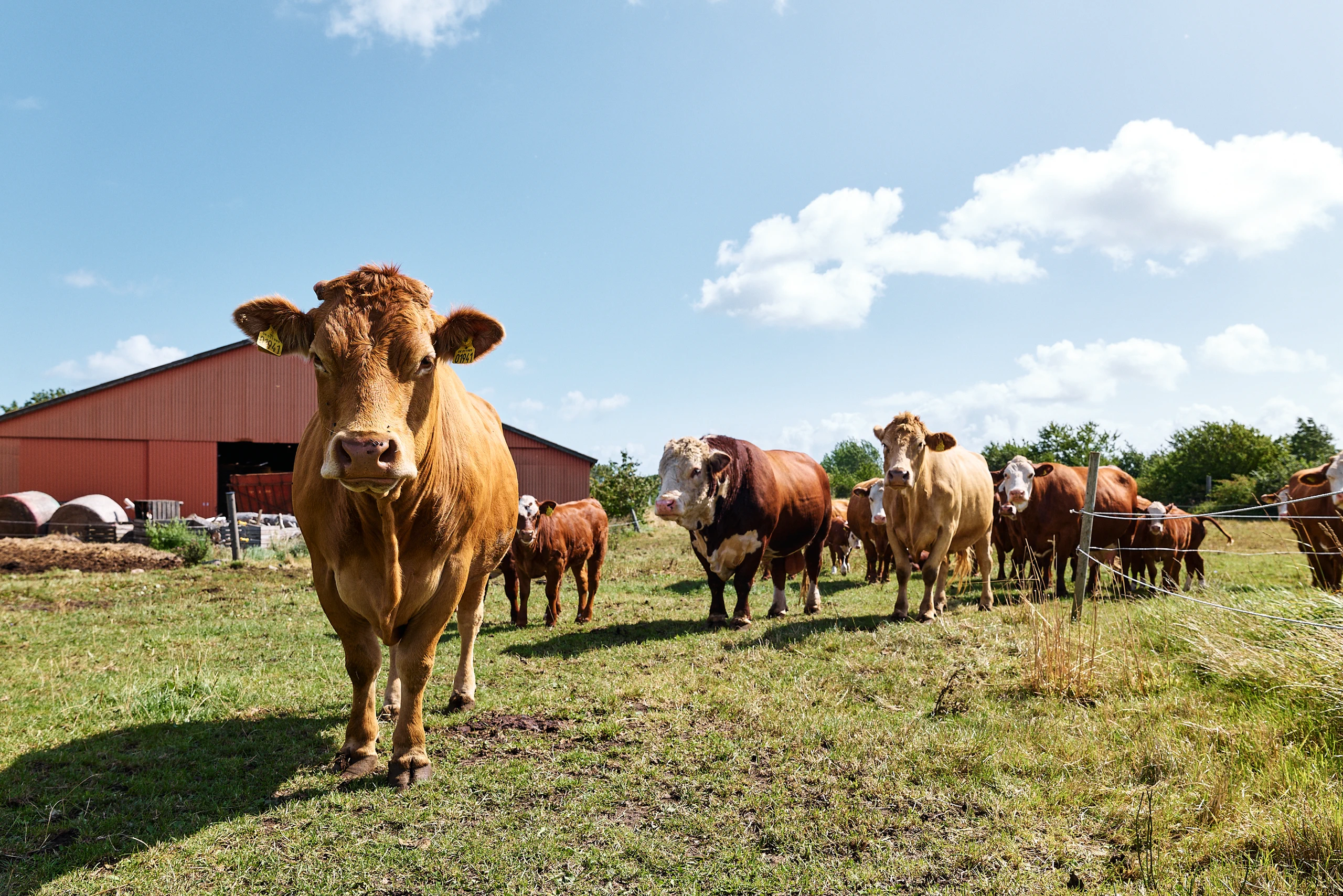 Cattle walking across a pasture at Birkemosegaard