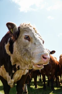 Portrait of a bull standing with the herd at Birkemosegaard