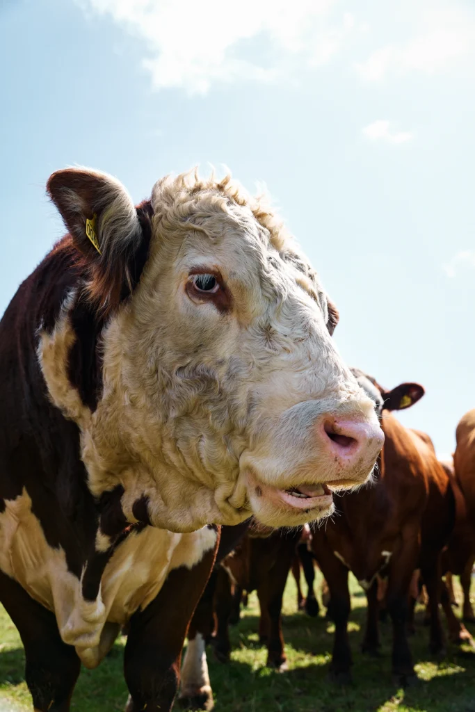 Portrait of a bull standing with the herd at Birkemosegaard