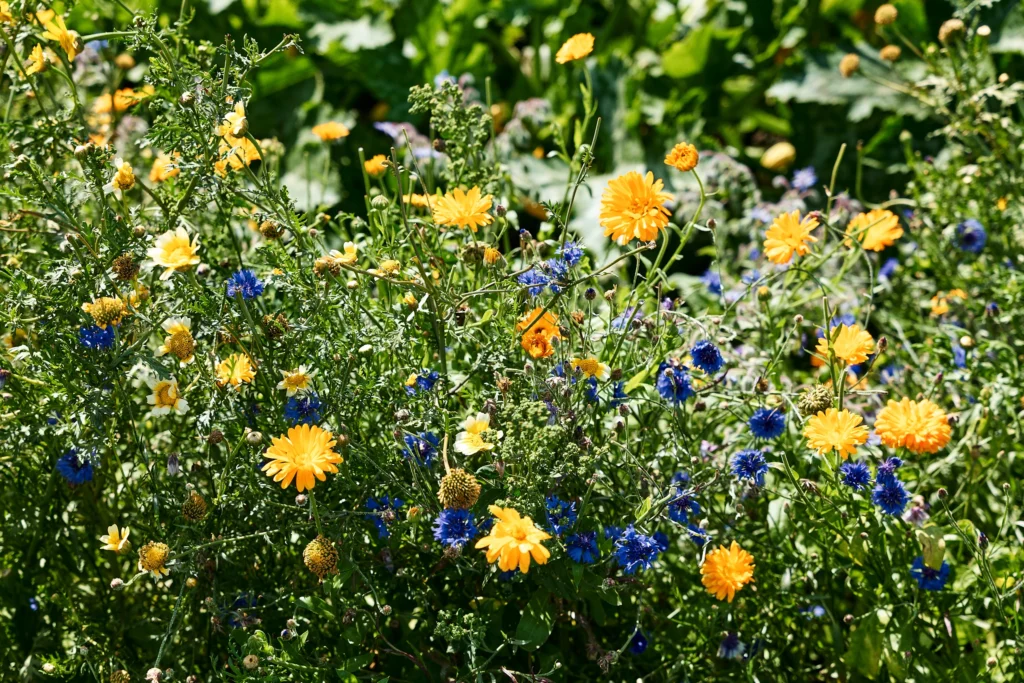 Colourful flowers growing in the biodynamic farm garden