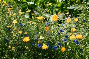 Colourful flowers growing in the biodynamic farm garden