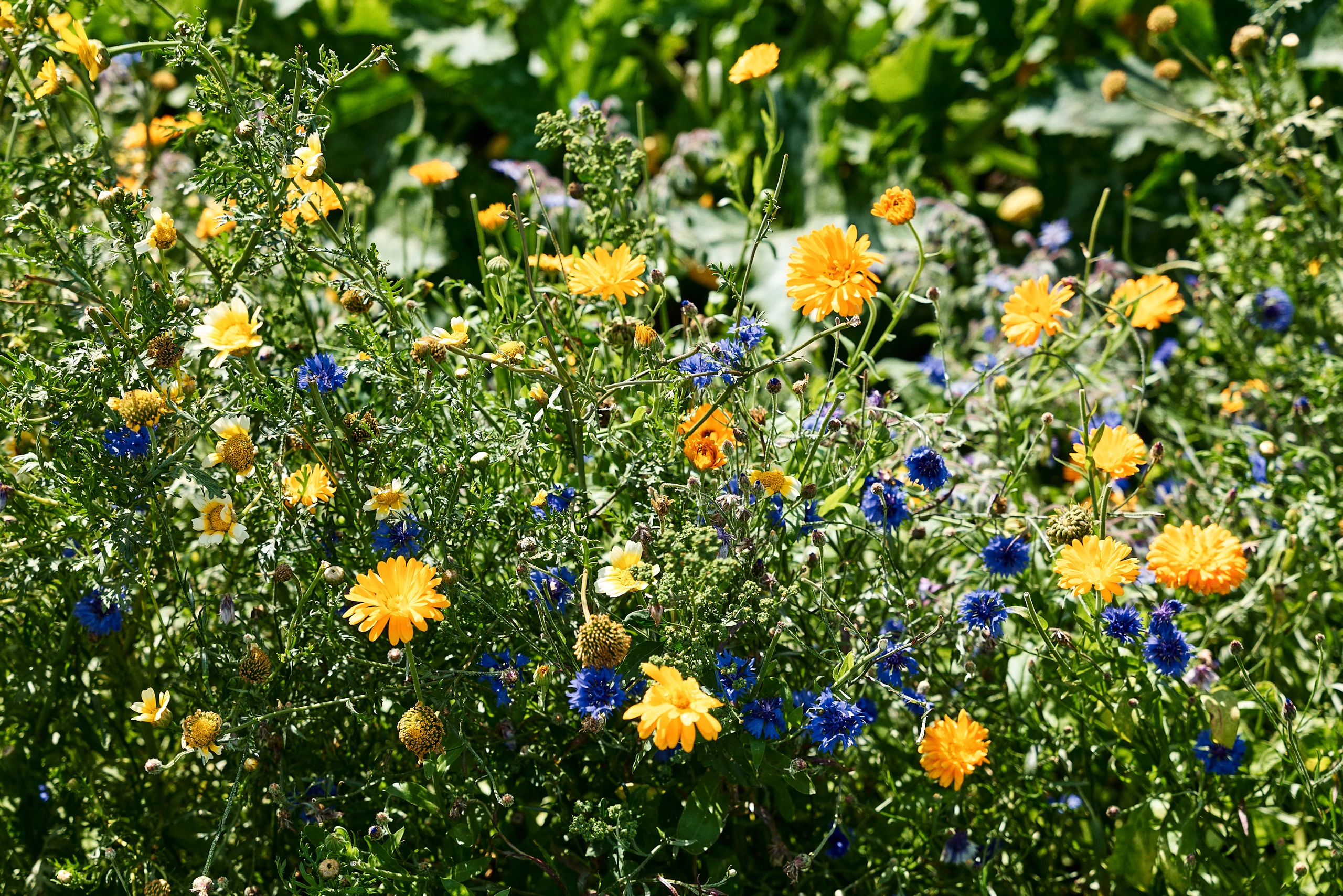 Colourful flowers growing in the biodynamic farm garden