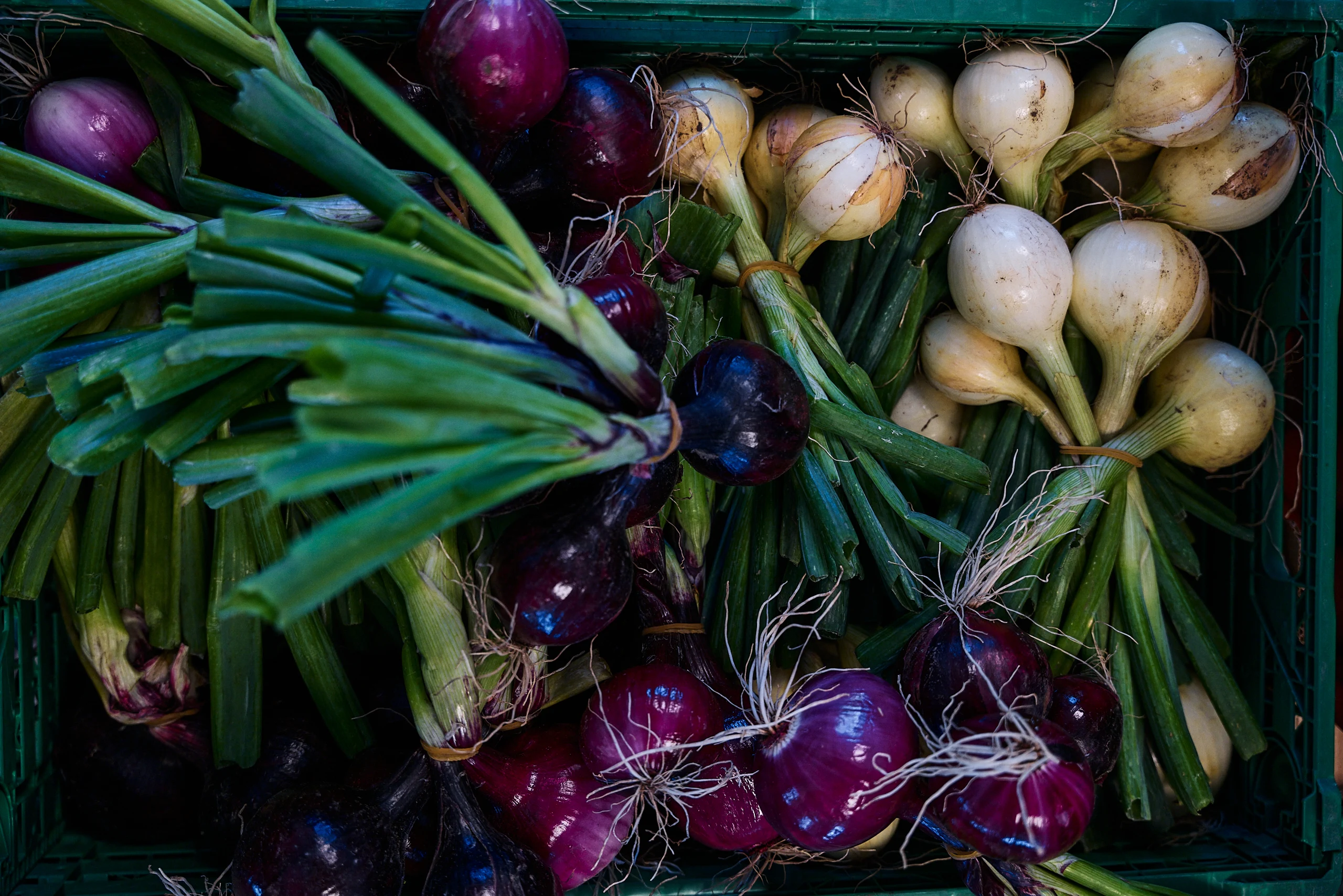 Freshly harvested onions and vegetables from the farm