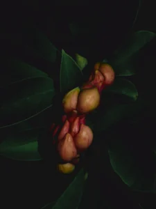 Pink, irregularly swollen magnolia fruits along a red axis, surrounded by dark green leaves.