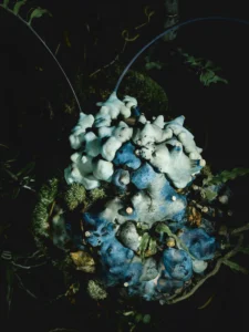 Thick, blue-green rhizome lobes of an ant fern, with long leaf stalks extending into a dark background.