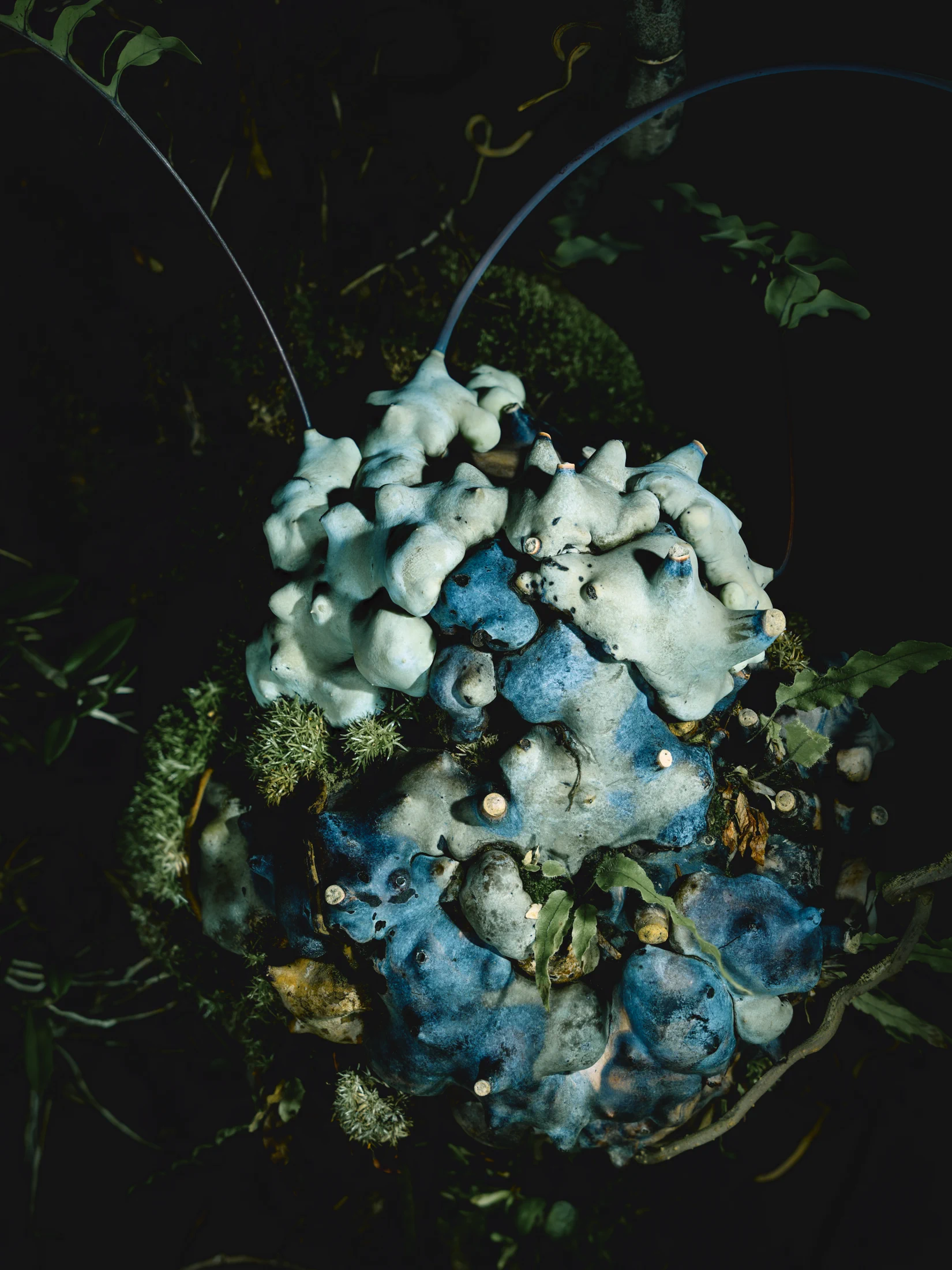Thick, blue-green rhizome lobes of an ant fern, with long leaf stalks extending into a dark background.