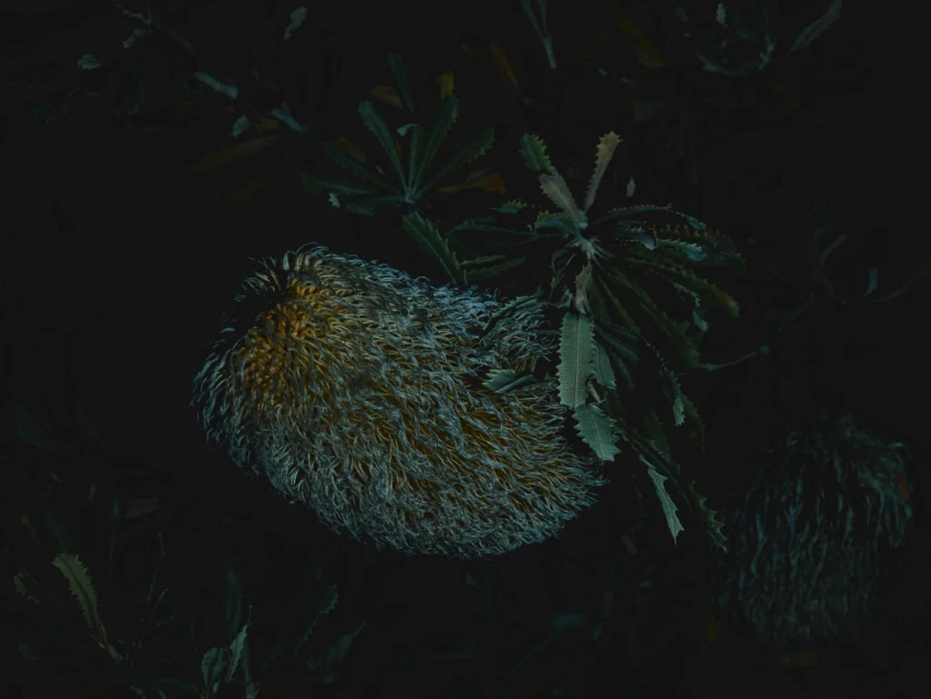 : A large, oval banksia flower head covered in threadlike flower remnants, surrounded by narrow, serrated leaves.