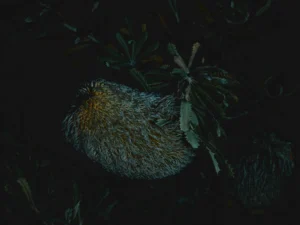 : A large, oval banksia flower head covered in threadlike flower remnants, surrounded by narrow, serrated leaves.