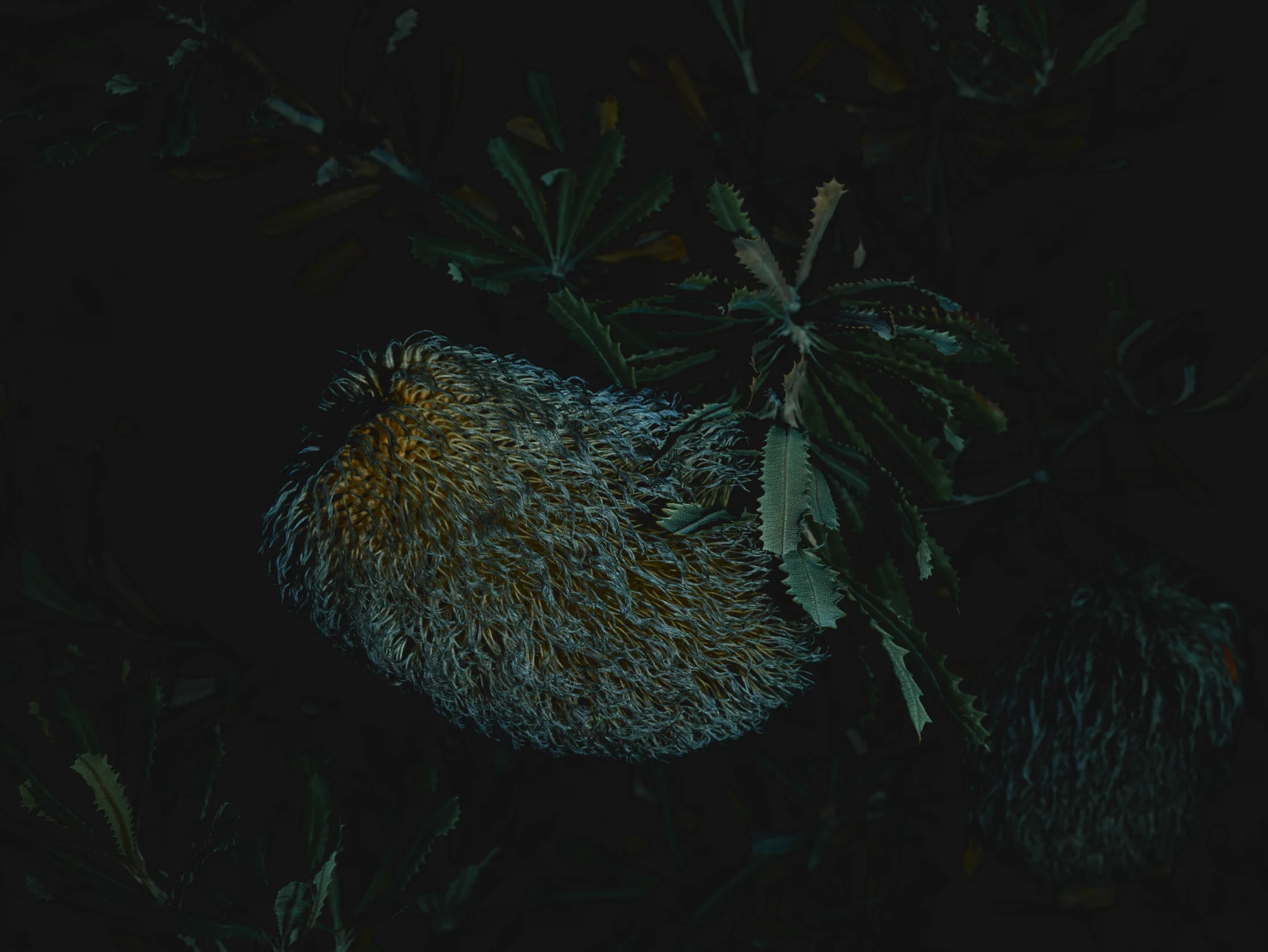 : A large, oval banksia flower head covered in threadlike flower remnants, surrounded by narrow, serrated leaves.