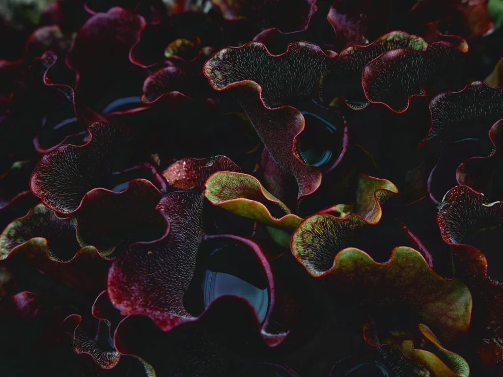 Closely clustered dark red pitchers with rippled, hairy hoods and water reflecting inside their open traps.