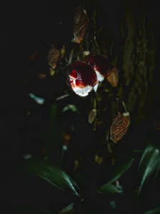 Burgundy and white flowers growing directly from a dark trunk, with a tiny mushroom-shaped structure inside an open bloom.