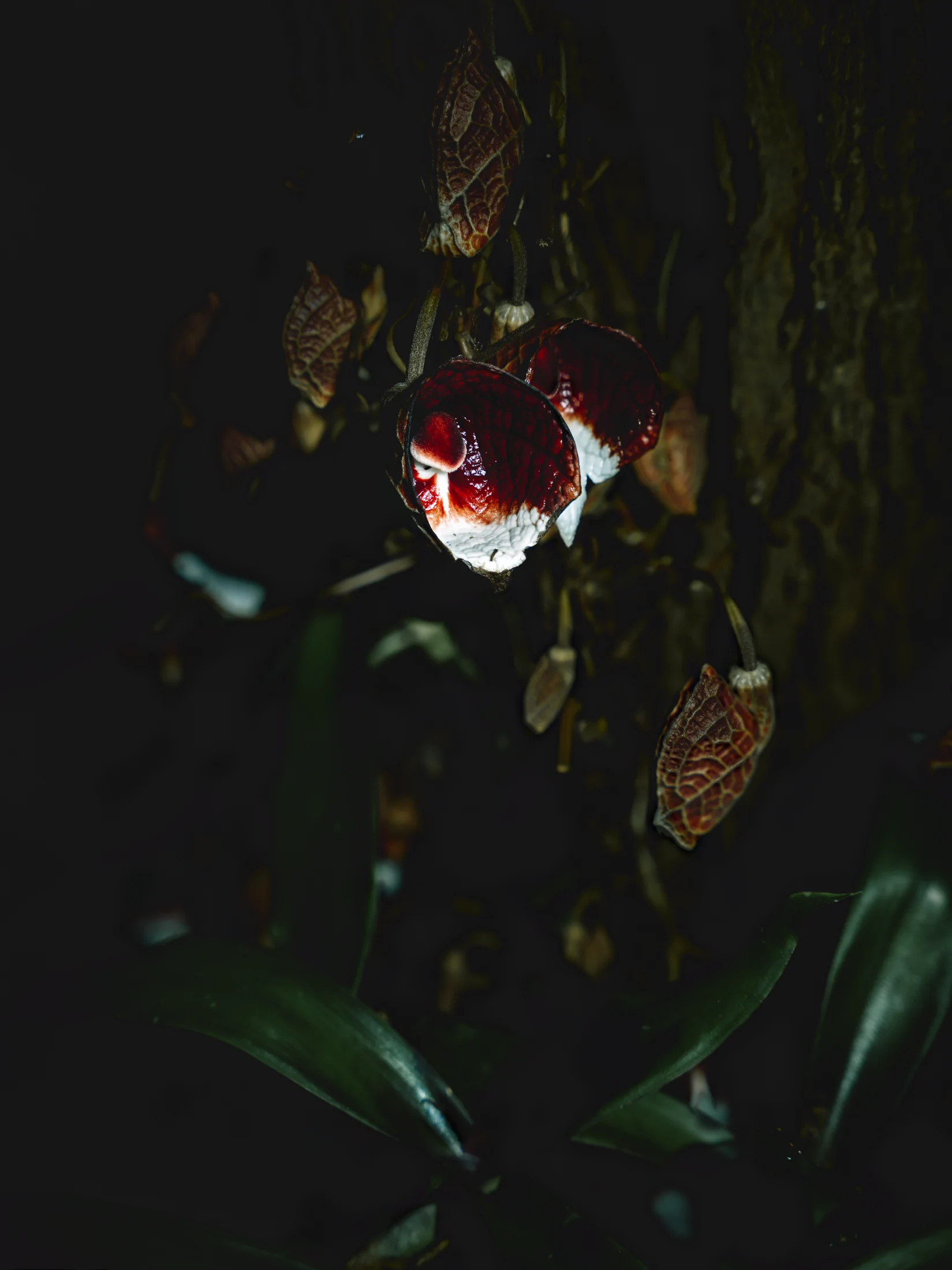 Burgundy and white flowers growing directly from a dark trunk, with a tiny mushroom-shaped structure inside an open bloom.