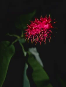 A vivid pink-red, cone-shaped magnolia fruit with numerous curved projections against dark foliage.