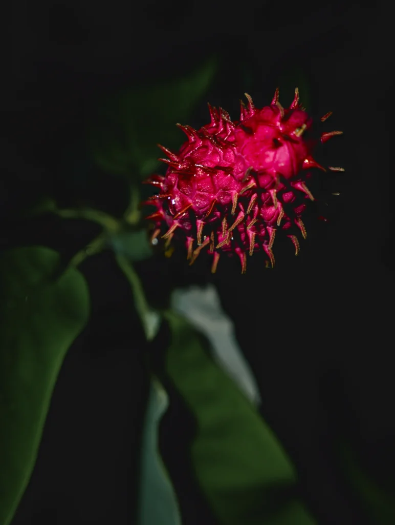 A vivid pink-red, cone-shaped magnolia fruit with numerous curved projections against dark foliage.
