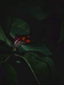 Orange-red seeds emerge from a dark pink magnolia fruit among large green leaves.