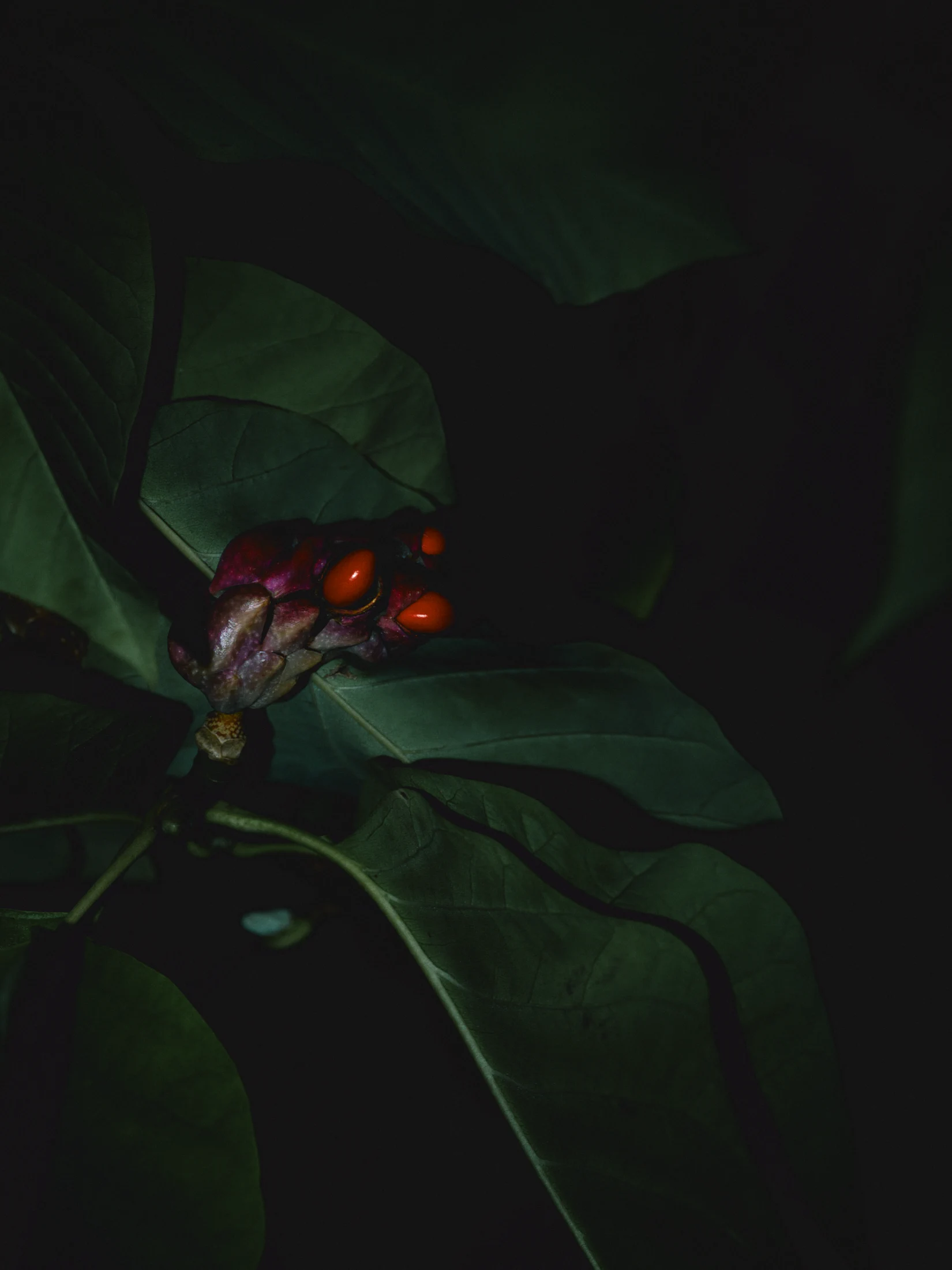 Orange-red seeds emerge from a dark pink magnolia fruit among large green leaves.