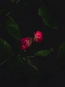 Two vivid pink, knobbly fruit sections share a central axis against dark green foliage.