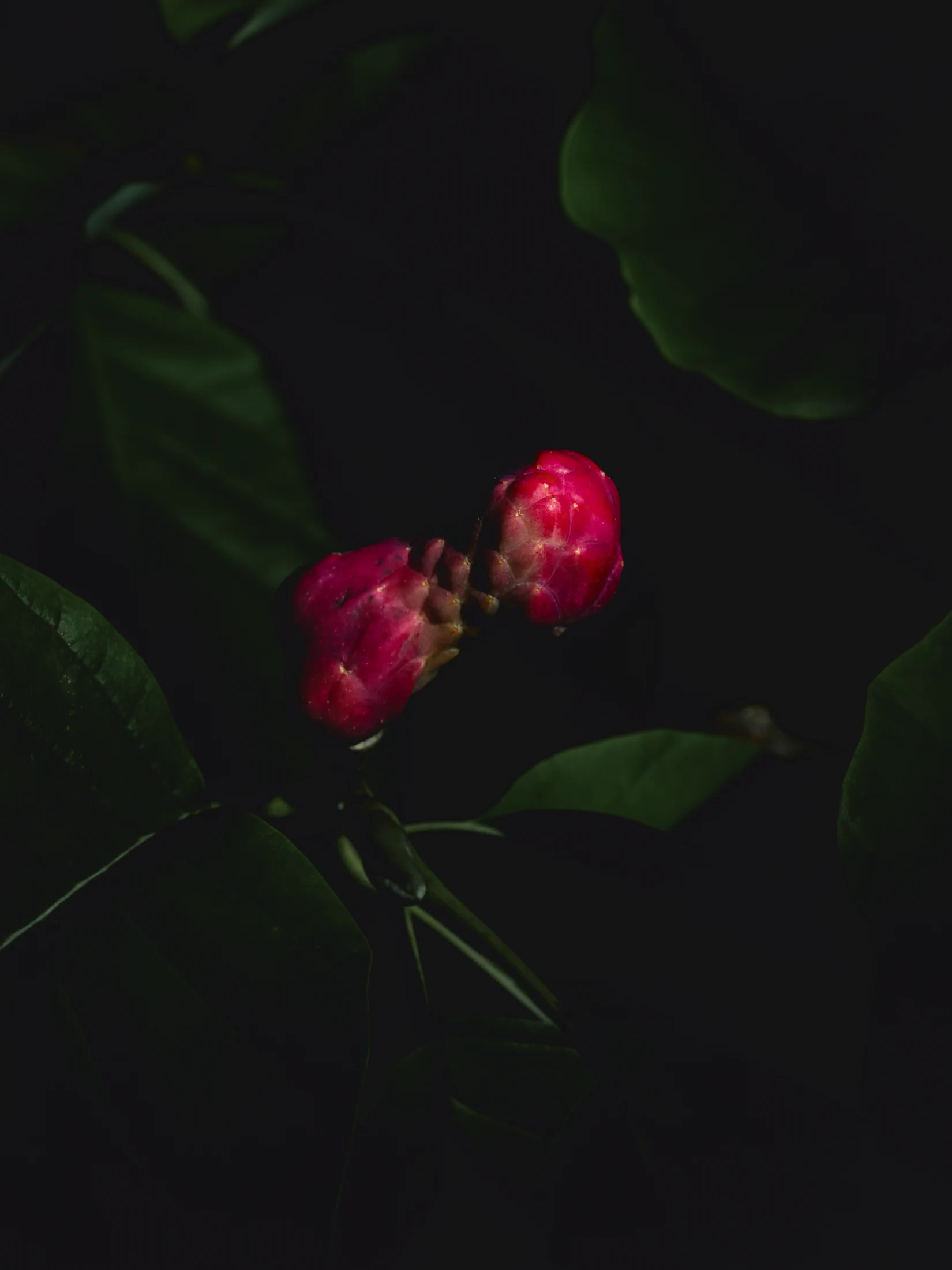 Two vivid pink, knobbly fruit sections share a central axis against dark green foliage.