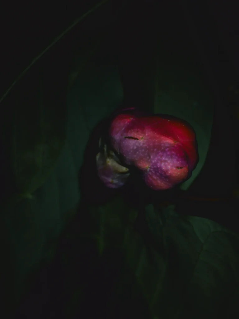 A knobbly pink-purple fruit with small pointed projections and fine pale speckles against dark leaves.