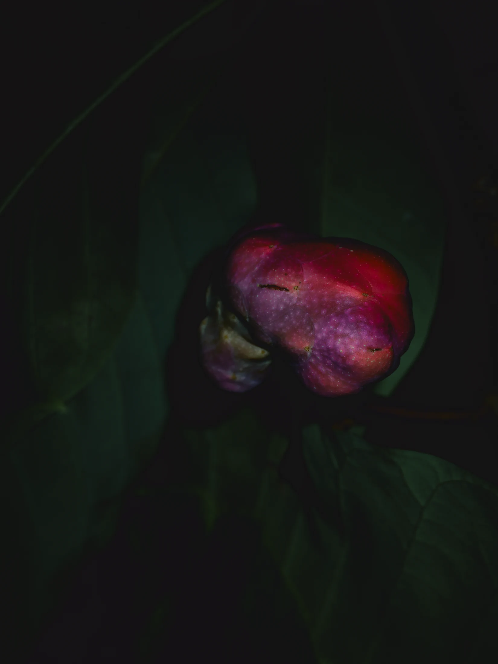 A knobbly pink-purple fruit with small pointed projections and fine pale speckles against dark leaves.