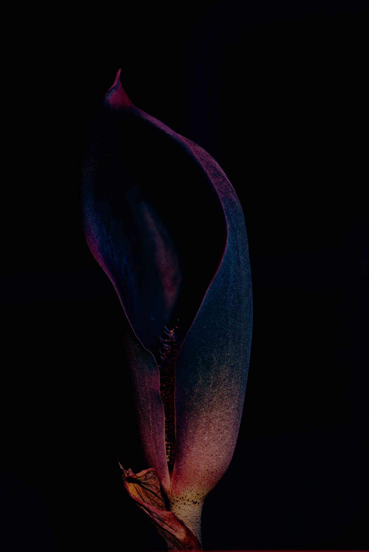 An upright, tightly curled purple-black spathe partially encloses a short flower spike, with blue and burgundy highlights against a black background.