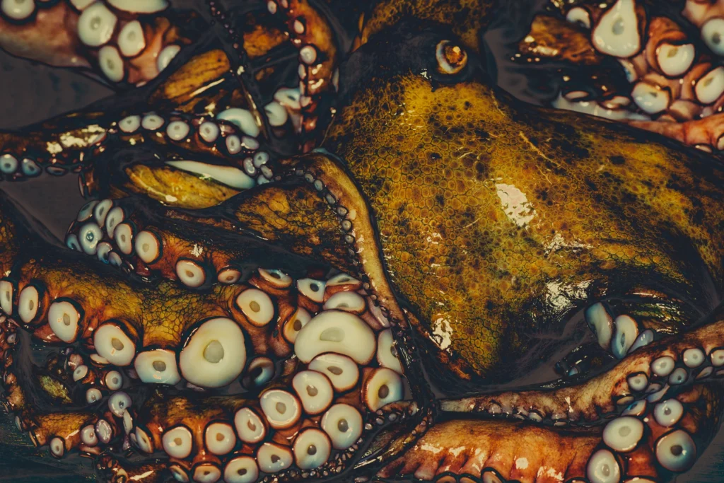 Stil life of an octopus in vibrant colors.