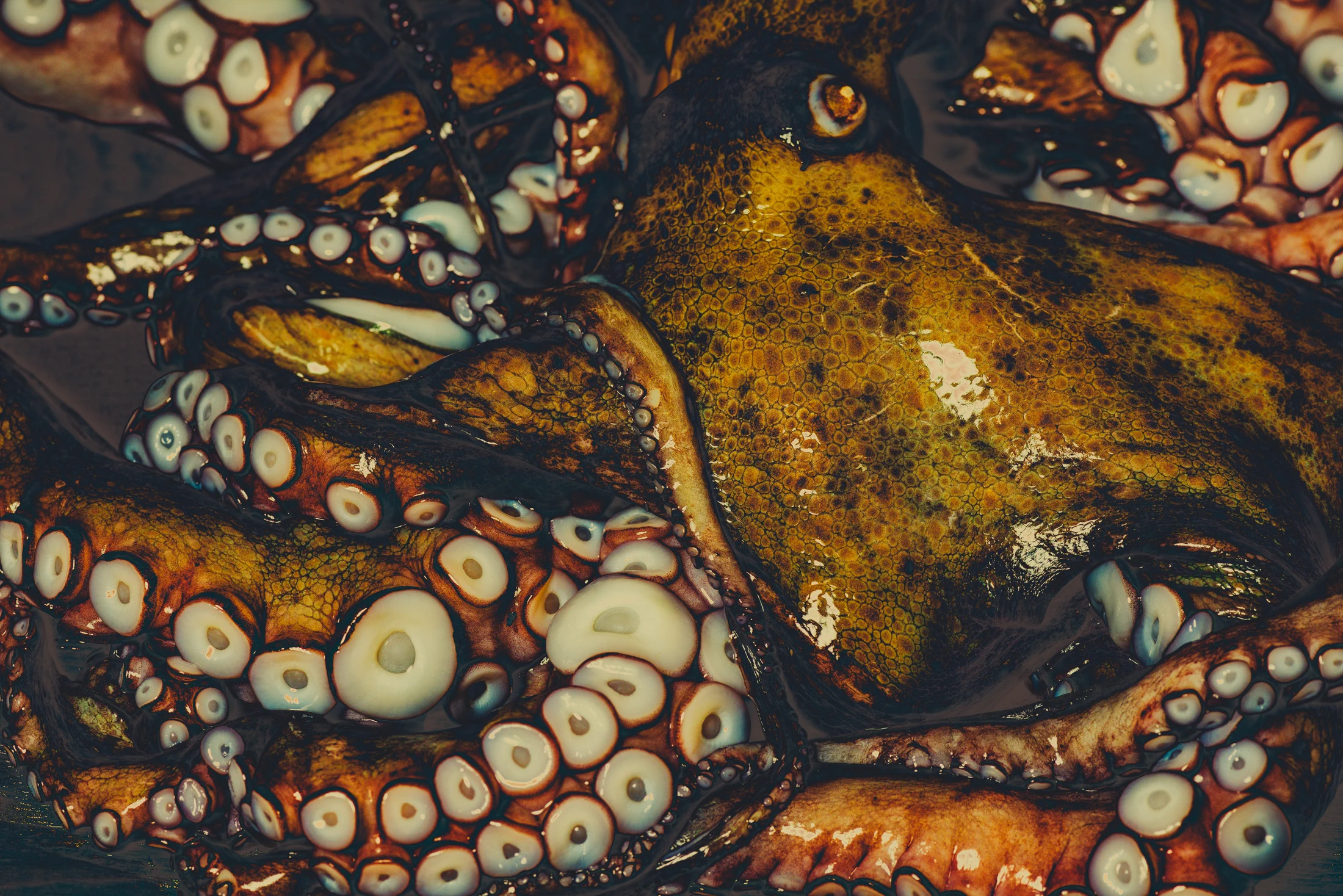 Stil life of an octopus in vibrant colors.