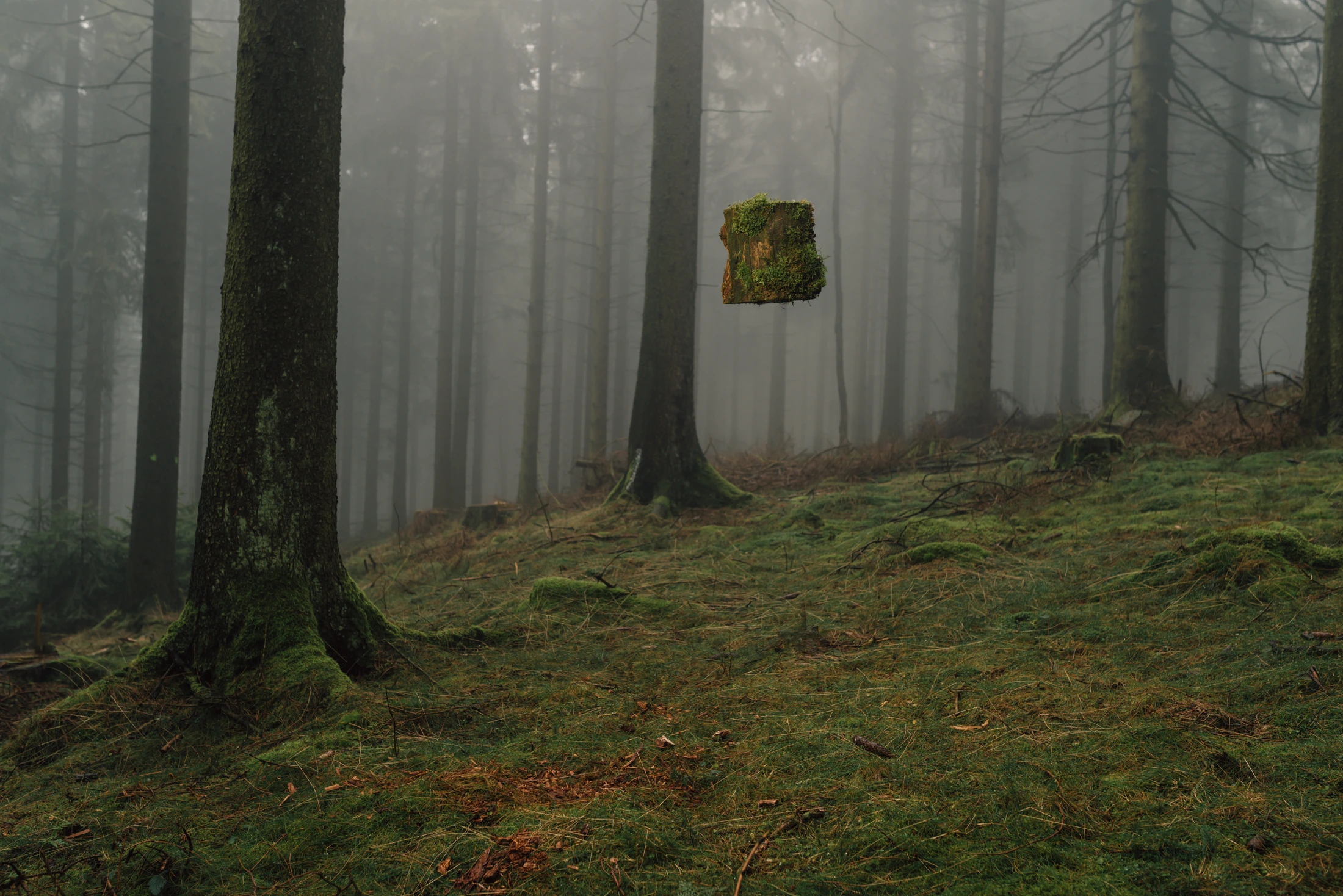 Heavy tree trunks are floating in. forest.